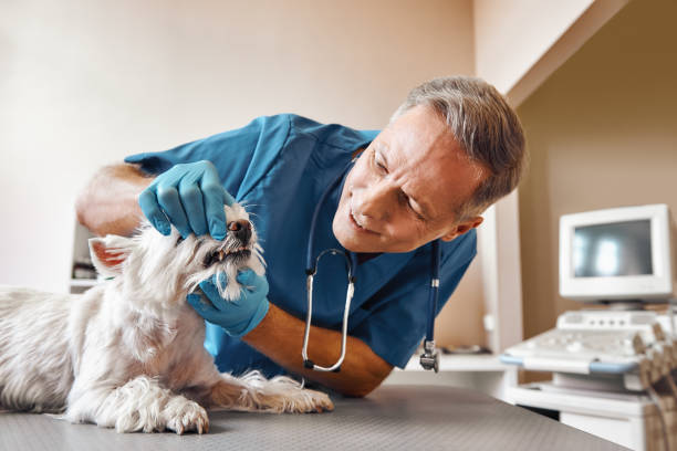 Best Emergency Broken Tooth Repair in East Chicago, IN